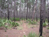 Yearling Trail